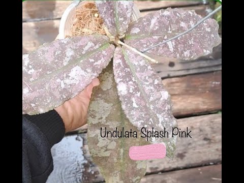 Видео: №111. Приехала хойя Ундулата. Индонезия.