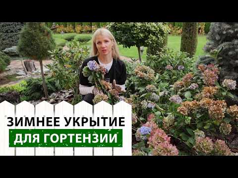Видео: Как ухаживать за гортензией осенью? Как обрезать? Нужно ли укрывать на зиму? ПОШАГОВАЯ ИНСТРУКЦИЯ
