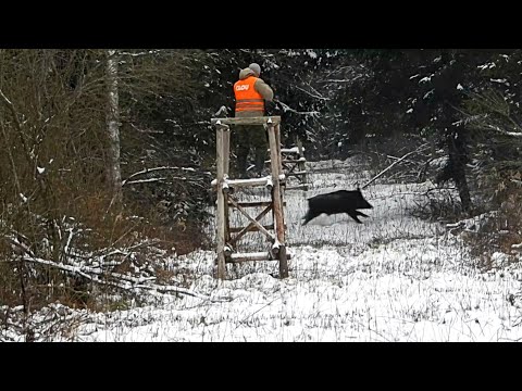 Видео: Загонная ОХОТА  СЛАВНО! 3 января 2024г