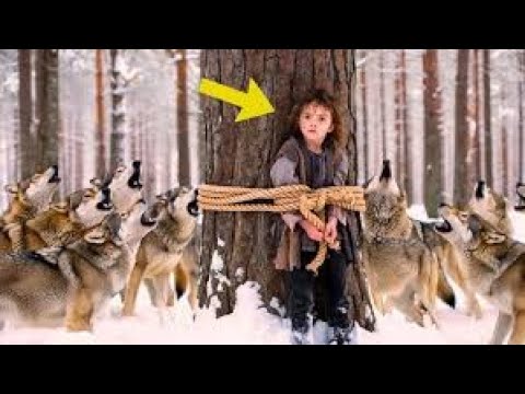 Видео: Воющие волки окружили привязанную к дереву сироту… Детдомовка прощалась с жизнью, а через минуту…
