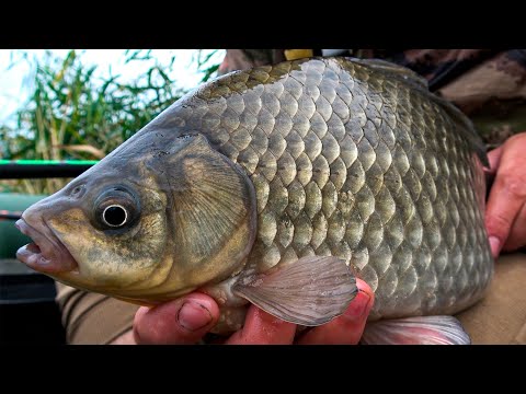 Видео: Карась на КИЛОГРАММ!! Трудовая рыбалка, но КРУПНЯК С КАЖДОЙ ПОКЛЕВКИ!! ЛОВЛЯ КАРАСЯ ОСЕНЬЮ!!