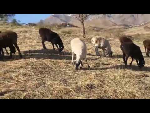 Видео: 06 ноябри 2025г бараҳои ҳисори марҳамат 919459193 ватсап