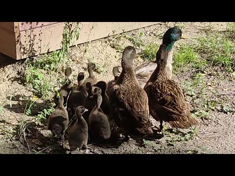 Видео: Селезень на гнезде!