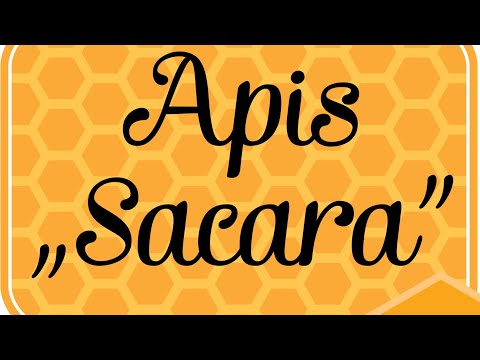 Видео: #Пасека 1000 семей  #пчеловодство Петра Сакара Молдова