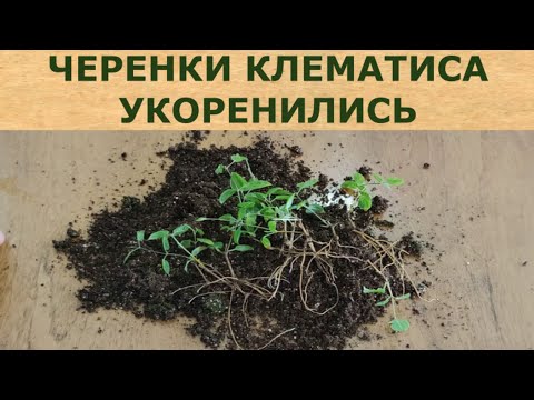 Видео: ЧЕРЕНКИ КЛЕМАТИСА УКОРЕНИЛИСЬ