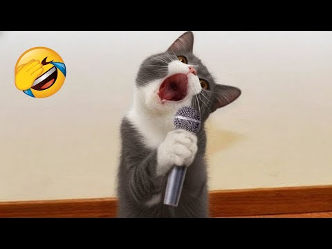 Видео: Попробуй Не Засмеяться 😂 Самые Смешные Животные 😹🐶 Часть 9
