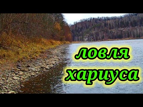 Видео: Рыбалка 21 октября 👆 Осенняя ловля хариуса на удочку.  Ловля хариуса на Мутёжку 👆