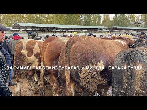 Видео: НАМАНГАН УЙЧИ ТУМАНИ СЕМИЗ БУҚАЛАР НАРХЛАРИ БОЗОРНИ ҚОЛИПИ БЎЛМАЙДИ. 