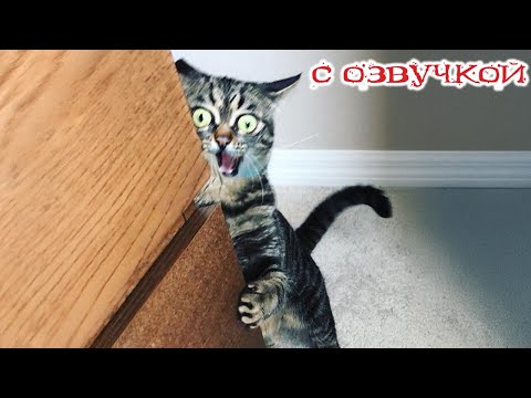 Видео: Приколы с котами! САМЫЕ СМЕШНЫЕ ЖИВОТНЫЕ! С ОЗВУЧКОЙ! Смешные коты!