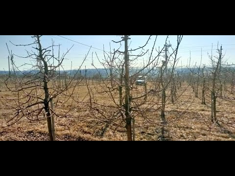 Видео: Обрізка сорту Чемпіон.  Особливості сезону 2025.