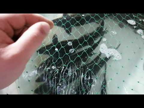 Видео: Мини УЗВ. Осётр. ч.12. Перевеска. Достижения за 1 год и 3 недели.