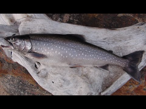Видео: Знакомство с Карелией. За двумя зайцами. Часть 1