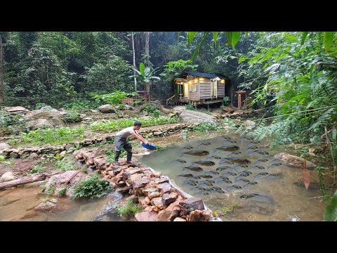 Видео: Стройте каменные стены,Cтройте пруды для разведения рыбы и готовьте кислое кимчи.Жизнь в хижине Grid