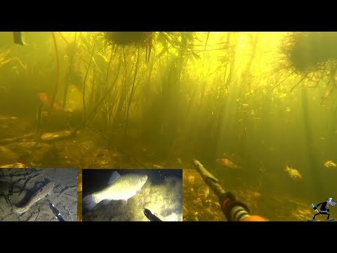 Видео: подводная охота 2022 валдайское озеро день и ночь