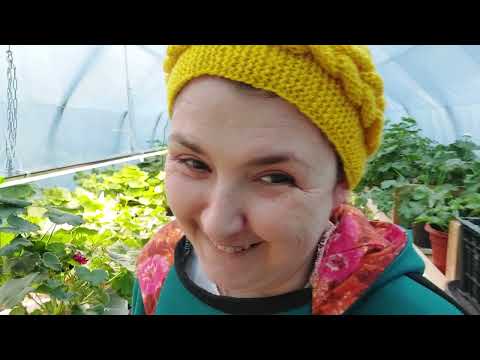 Видео: Пеларгонии  как живём,растём (теперь я тётка в повязке пока не потеплеет 🥰)