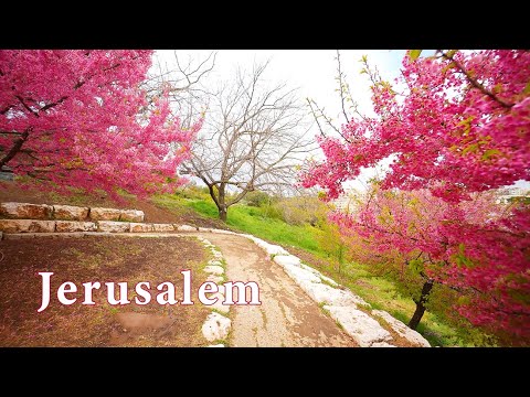 Видео: Ботанический сад Иерусалима зимой