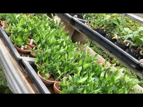 Видео: Среднесрочные гардения бонсай Гардения бонсай поливают жуков, нужно быть осторожным с