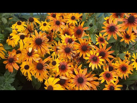 Видео: Июль- Август 25