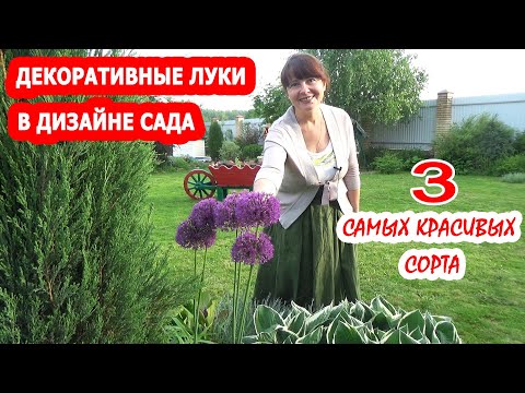 Видео: ДЕКОРАТИВНЫЕ ЛУКИ в ДИЗАЙНЕ МОЕГО САДА! Лук АЛЛИУМ: афлатунский лук, шнитт лук, неаполитанский лук!
