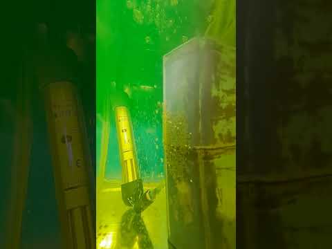 Видео: Резултат от коридорасите.Скаларии видове