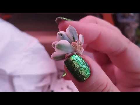 Видео: Распаковка посылочки с суккулентами  . 16.07.2024 г.