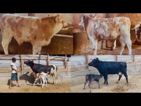 Видео: +992926103100☎️ЯК САР БУКАЧАЙ СИММЕНТАЛ ВА ГОВХОИ ШИРИЙ ТОЗЗА ОРИГИНАЛ ОМАД СРОЧНО ФРУХТА МЕШАД, 