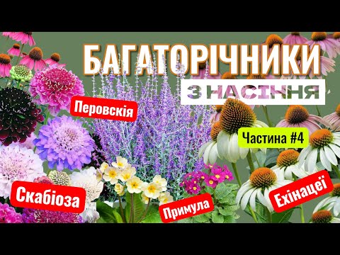 Видео: БАГАТОРІЧНИКИ З НАСІННЯ - Найефектніші квіти сезону | Виростила Скобіозу Ехінацею Примулу Перовскію