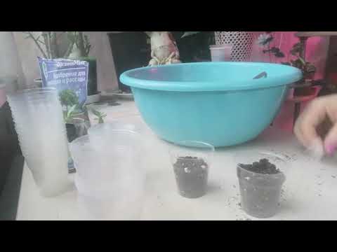 Видео: Пересадка сеянцев адешек