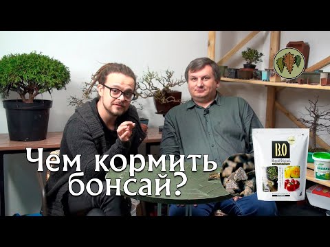 Видео: Зачем нужны удобрения деревьям бонсай? / Чем кормить бонсай? @Studio.Bonsai