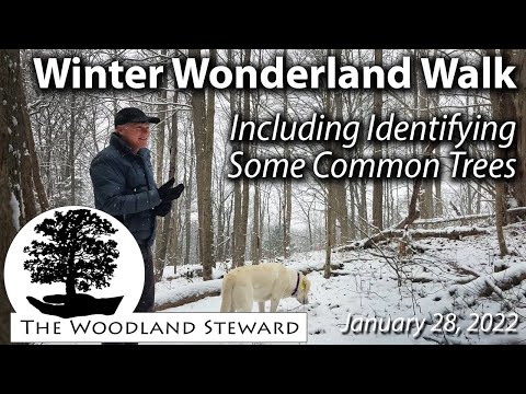 Видео: Прогулка по зимней стране чудес: включая знакомство с 14 распространёнными деревьями – 28 января ...
