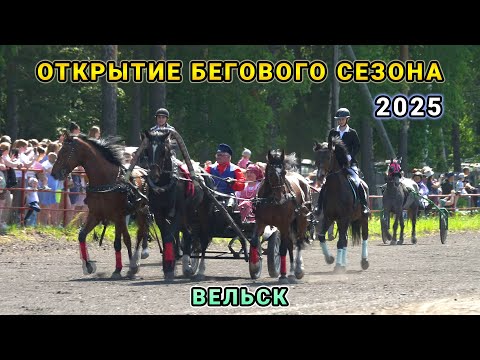 Видео: Конные соревнования 2025 Вельск - открытие, тройка Петерягина, парад участников