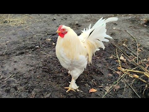 Видео: БУДНИ в ДЕРЕВНЕ/ КУРЫ, УТКИ, СВИНЬИ/ УХОД И КОРМЛЕНИЕ/