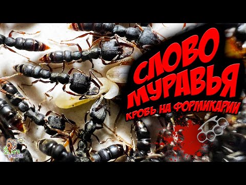 Видео: СЛОВО МУРАВЬЯ кровь на формикарии ● Stigmatomma reclinatum ● Обзор