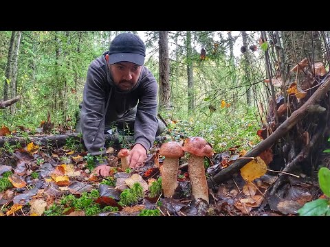 Видео: ЭТО ПОЛНЫЙ РАЗРЫВ! Я ПОПАЛ В ГРИБНОЙ РАЙ | БЛАГОРОДНЫЕ ГРИБЫ ПОПЕРЛИ МАССОВО | ТИХАЯ ОХОТА 2023