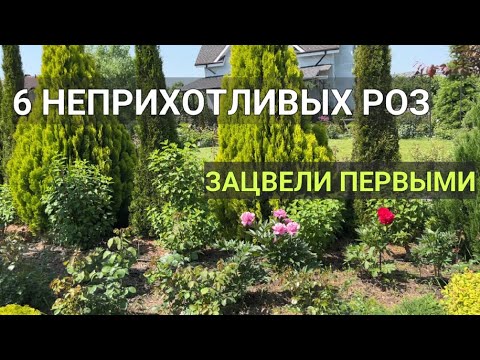 Видео: КАКИЕ РОЗЫ зацветают ПЕРВЫМИ | 6 НЕПРИХОТЛИВЫХ РОЗ зацвели |Розы стойкие к заморозкам