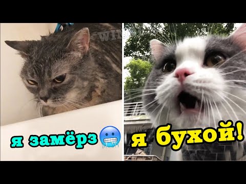 Видео: Говорящие коты!🙀 Лучшая подборка 2020!