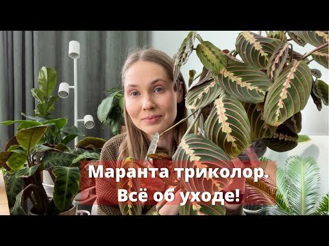 Видео: Уход за Марантой.