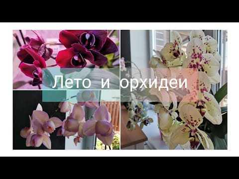 Видео: Орхидеи летом на юге. Хелат от пятнистости.