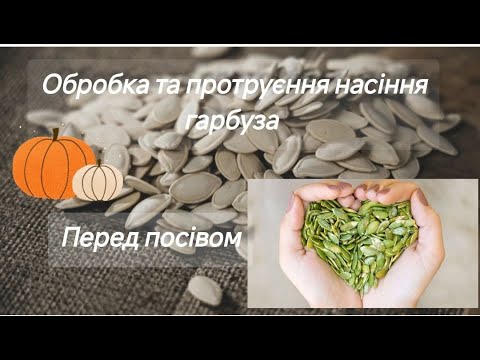 Видео: Протруєння насіння гарбуза.Обробка посадкового матеріалу перед посівом в домашніх умовах.#2025