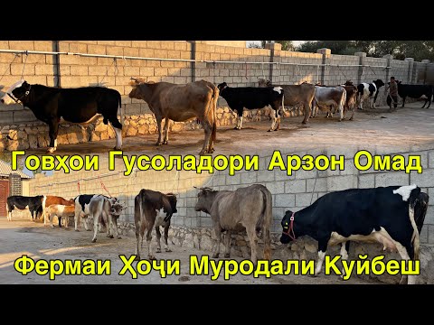 Видео: РАҲМАТ МОЛҲО САВДО ШУДАН ФЕРМАИ КУЙБЕШ ҲОҶИ МУРОДАЛИ 14 октября 2025 г.