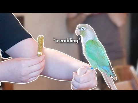 Видео: Джаспер, пугливый конур | Интерпретация языка тела конур | Шаг за шагом, дрессировка конур