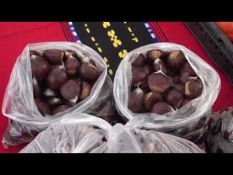 Видео: ФЕСТИВАЛ НА КОСТЕНОТ 2023 - ОПШТИНА МАКЕДОНСКИ БРОД