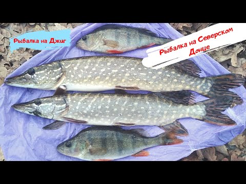 Видео: Щука на СПИННИНГ на реке Северский Донец осенью.