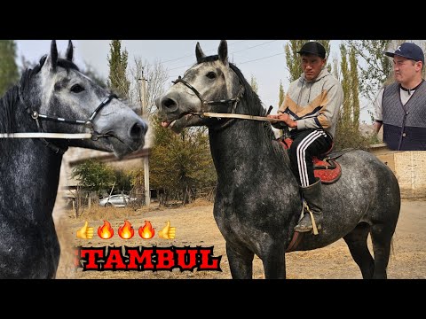Видео: СТАМБУЛ ТЕҢГЕ КӨК АСАМИДИНДЕ