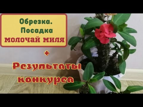 Видео: Молочай Миля. Обрезка, посадка.🌵РЕЗУЛЬТАТЫ КОНКУРСА