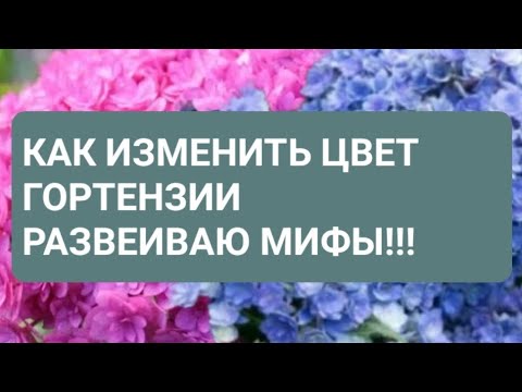 Видео: Как изменить цвет крупнолистной гортензии. Развеиваю мифы!!!