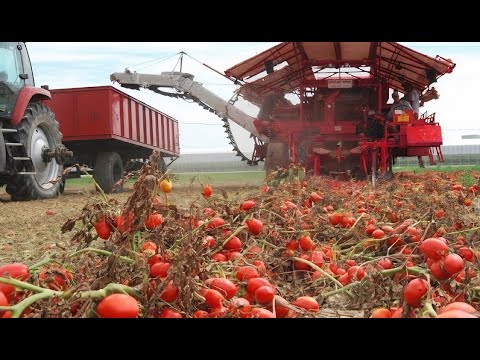 Видео: Уникальная Сельхозтехника и Агрономические Технологии