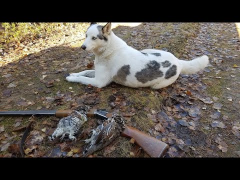 Видео: Пробежались по последнему чернотропу. Завтра зима.