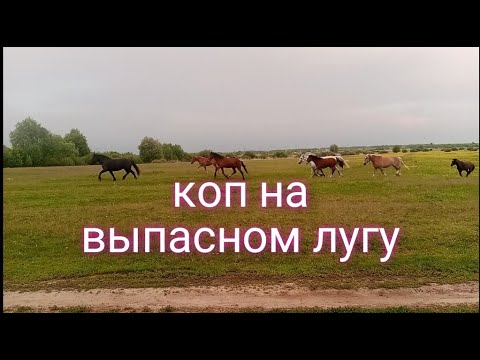 Видео: и снова СЕРЕБРИШКО, коп на однодворке! ТХ 850 ищет везде