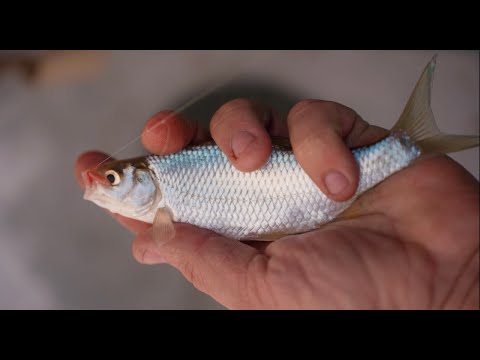 Видео: ЗИМНЯЯ РЫБАЛКА НА ВОБЛУ, НАРВАЛСЯ НА ЖОР!!!